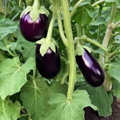 aubergine et feuilles