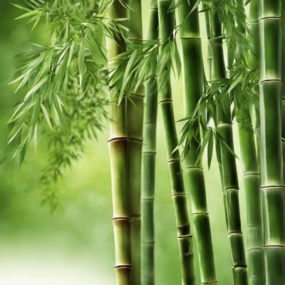 Bambou : conseils pour le planter, l'entretenir - Marie Claire