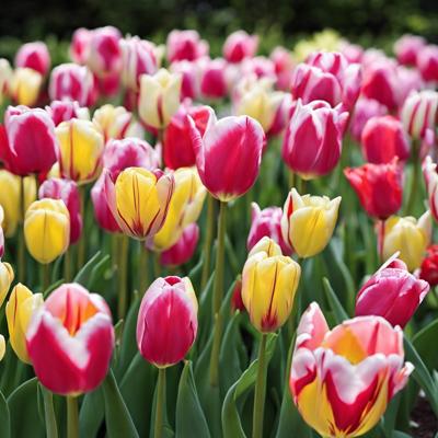 tulipes et bulbes