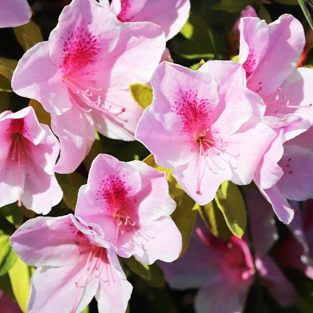 Rhododendron compact Doc