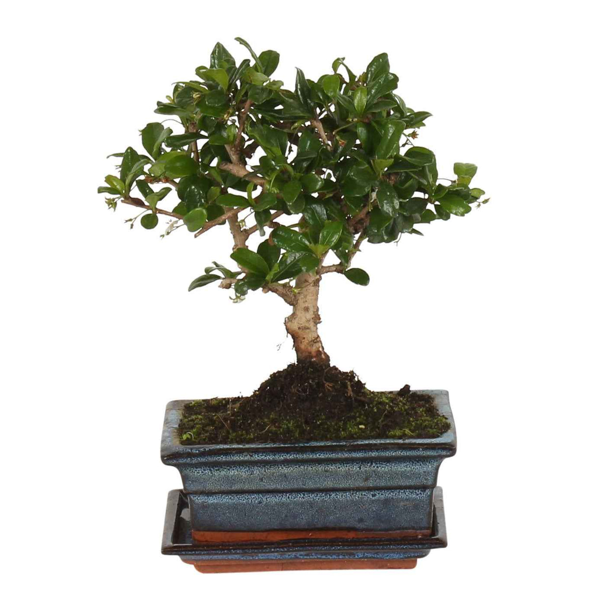 Bonsaï Naturel Ficus Microcarpa Ginseng Plante Ornementale En Pot