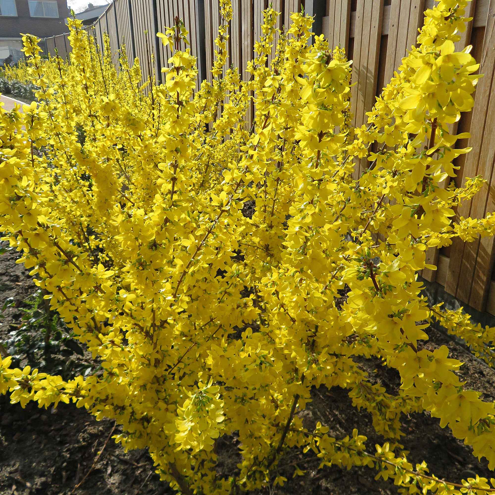 Forsythia Mikador