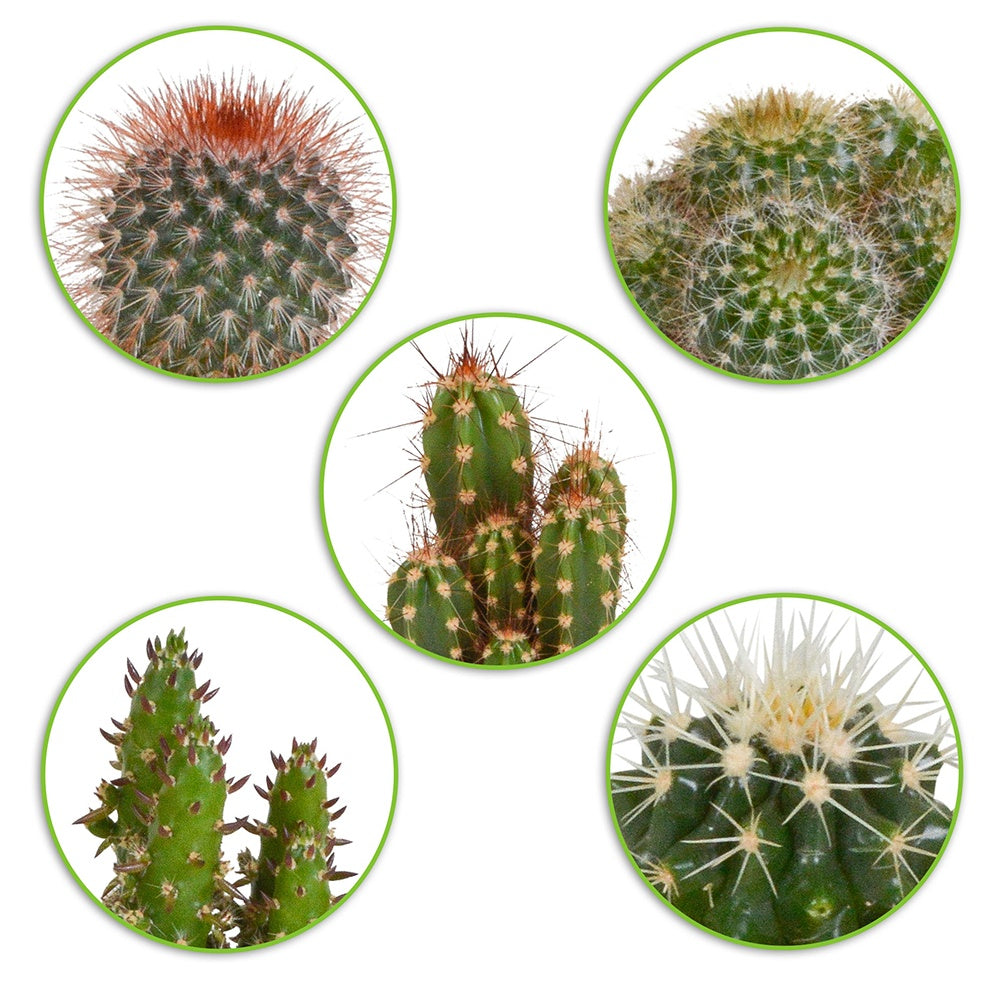 Collection de 3 succulentes - Crassula 'Minova Magic' + 2