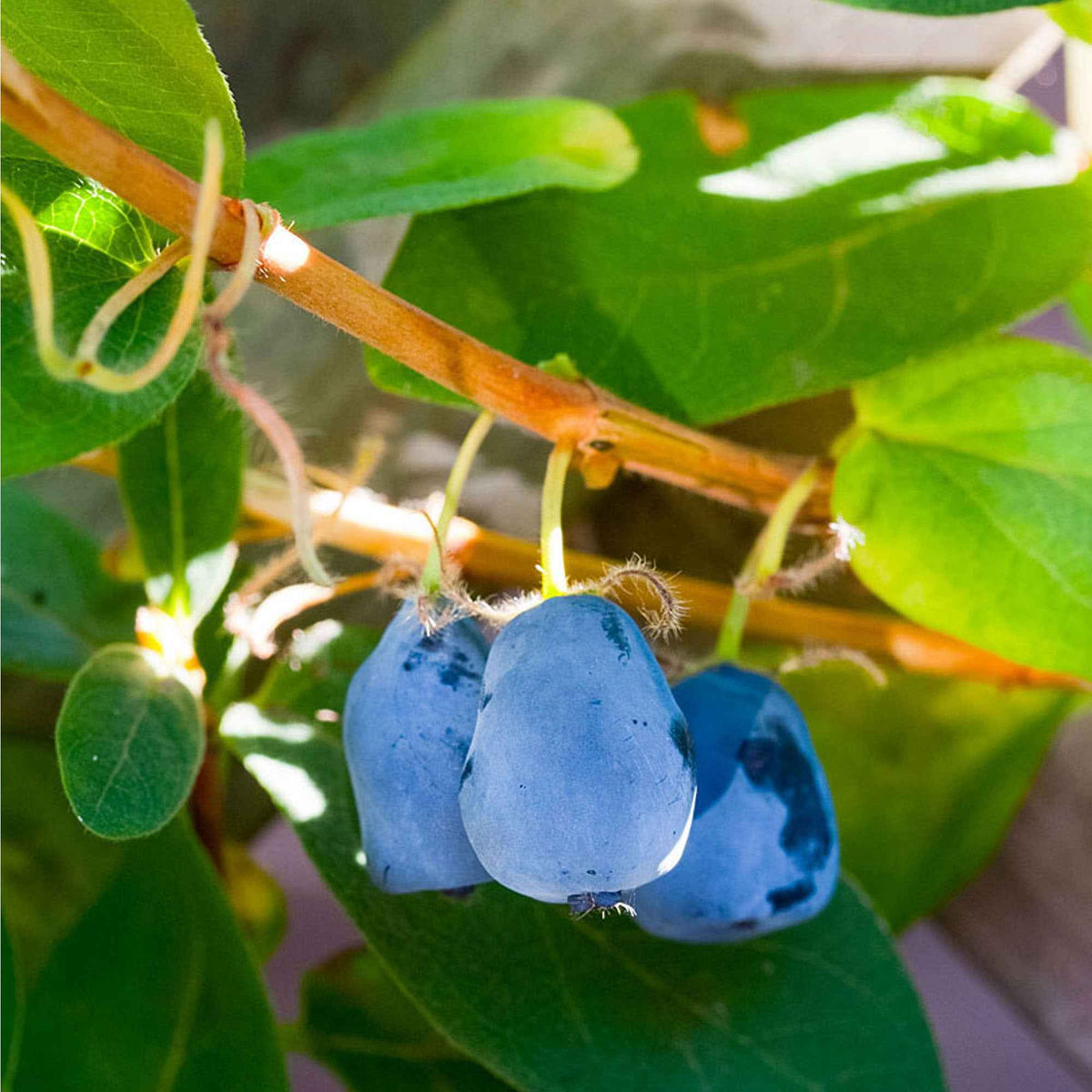 Cranberry : planter et cultiver – PagesJaunes
