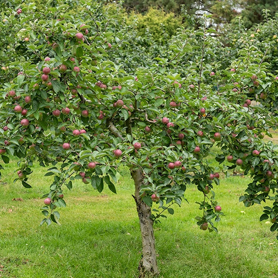 Rajeunissement du poirier conférence - Le Jardin du Chat Vert