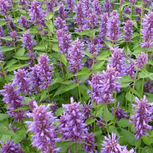 Agastache Blue Boa 