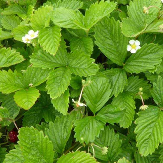 Fraisier des bois (Fragaria vesca) Graines - Alsagarden