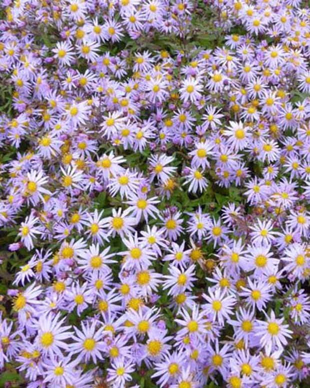 Marguerite d'automne Eleven Purple - Willemse France