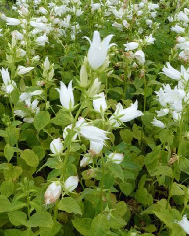 Campanule à feuilles larges blanche - Willemse France