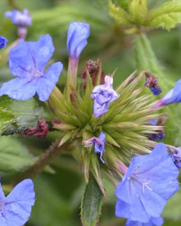 Plumbago de Willmott Forest Blue -Dentelaire arbustive