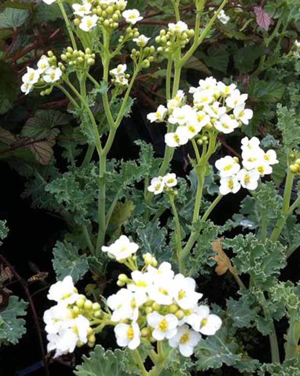 Crambe maritima choux maritime