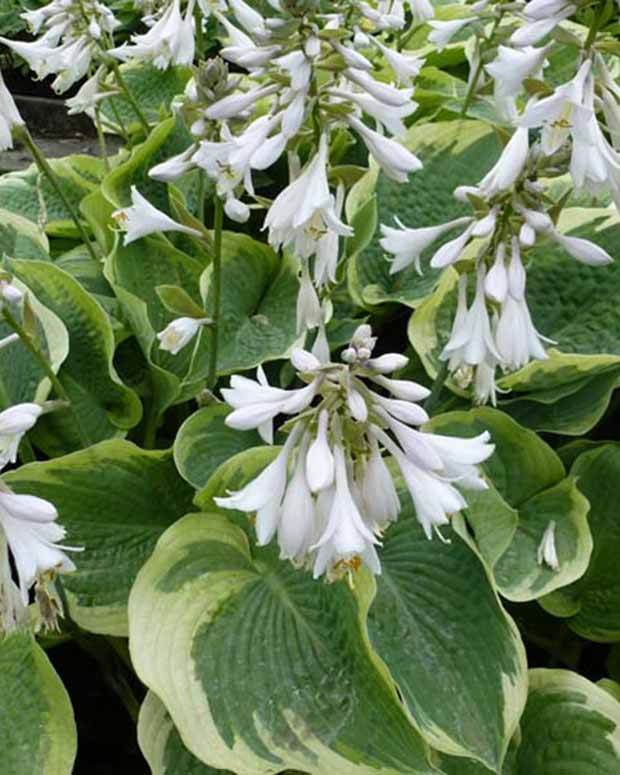  Hosta Northern Exposure