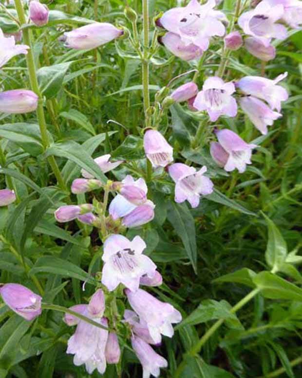 Galane Stapleford Gem - Penstemon