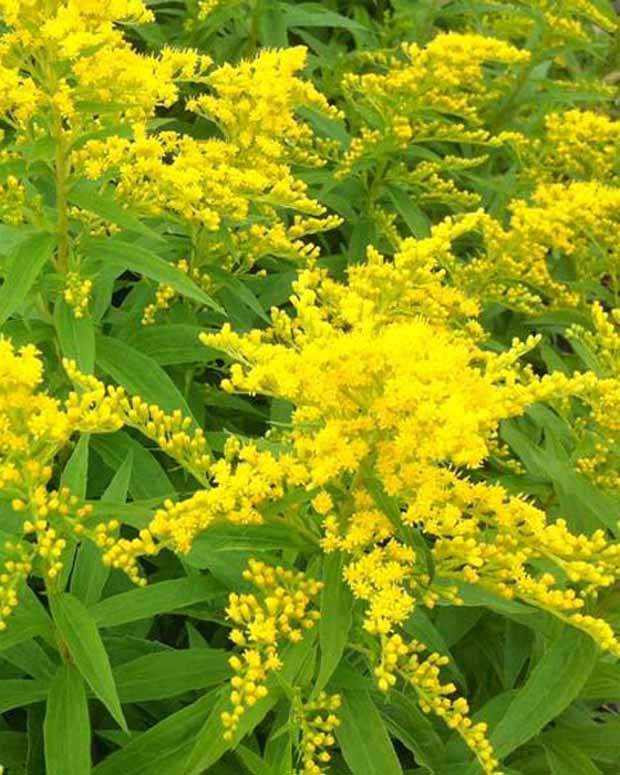 Solidago Strahlenkrone