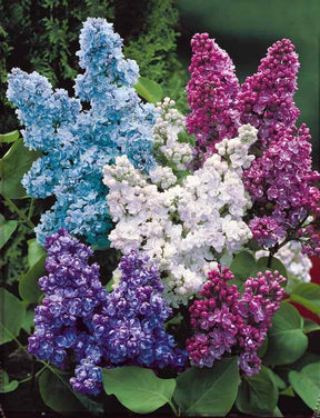 Collection de 4 lilas doubles (1 bleu +1 rouge + 1 lilas + 1 blanc)