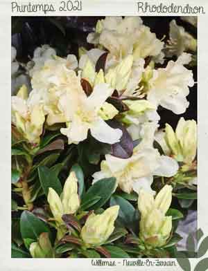 12 rhododendron fleurs blanches printemps2021