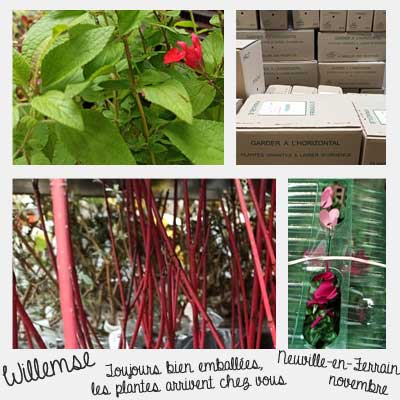 emballages plantes