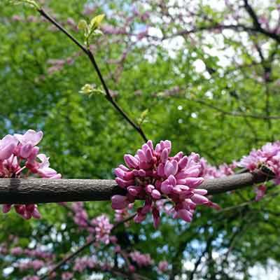 arbuste à fleurs rose cercis canadensis