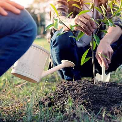 homme qui plante un arbuste