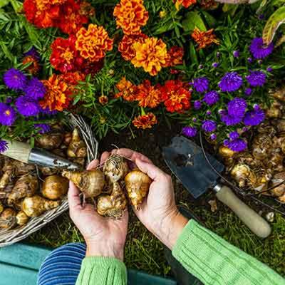 bulbes à fleurs dans des mains