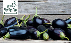 Tout savoir sur les aubergines