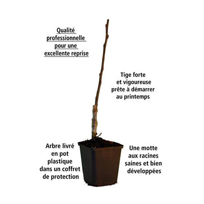 Planter et Entretenir un Arbre fruitier en pot - Conseils Fruitiers