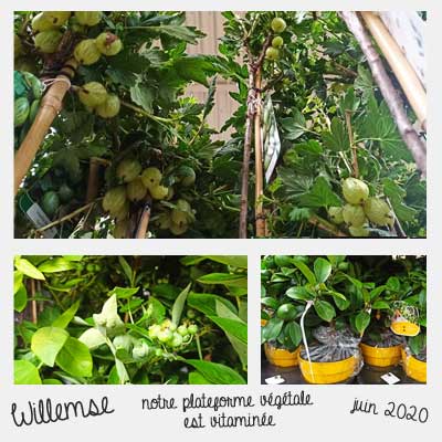 fruitiers plateforme végétale