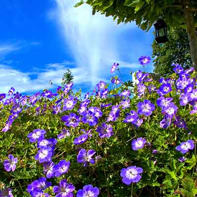 plantes vivaces dans le jardin