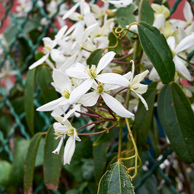 Jasmin blanc - Jasminum officinalis - grimpante pour terrain sec