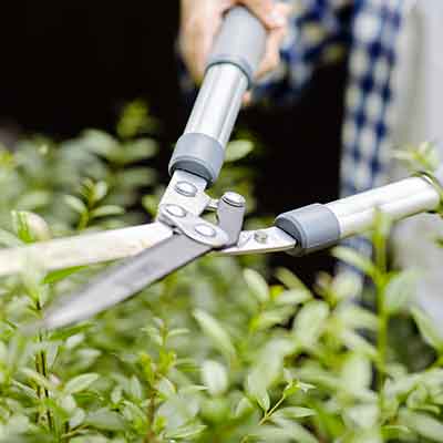 Ciseaux Dans La Main Du Jardinier Coupe Des Branches D'arbres Pour  Rafraîchir La Plante