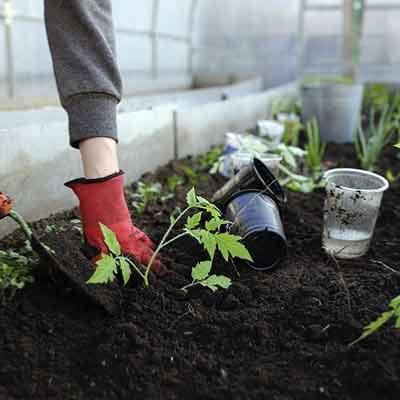 entretenir vos plants potagers et aromatiques