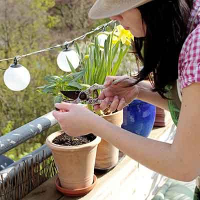 Tailler vos plantes de balcon et terrasse