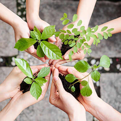 4 jeunes plantes présentées par des mains