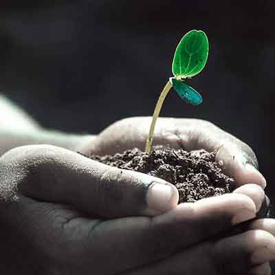 pouce plante vivace dans des mains