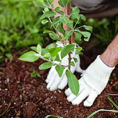 homme qui plante un arbuste