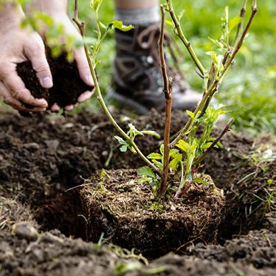 plantation arbre a feuillage