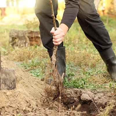 Préparer votre arbuste fruiter avant de la planter