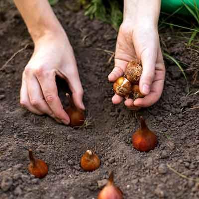 mains qui plantent des bulbes