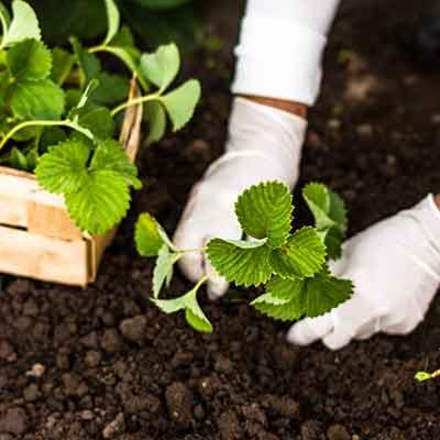 planter vos fraisiers