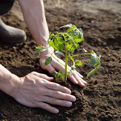 planter vos plants potagers et aromatiques