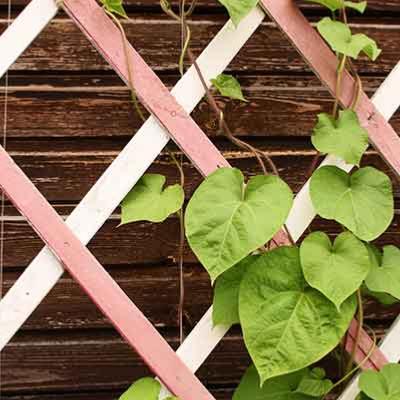 préparation avant la plantation de votre plante grimpante