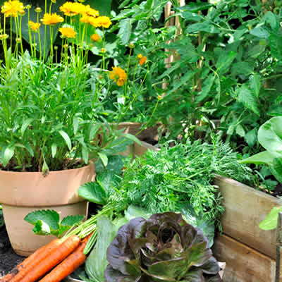 Aménager le potager : achat / vente de plantes et graines - Willemse