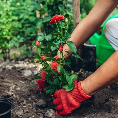 Plantation rosier buisson