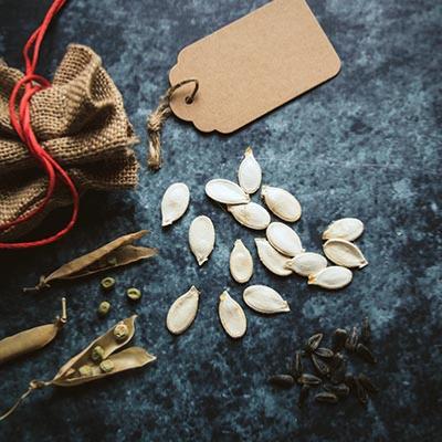 Sachet de graine avec graines posées sur une table