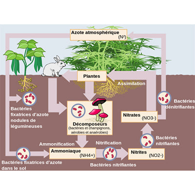cycle de l'azote