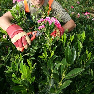 Adoptez le gant rosier pour femme de Jardin et Saisons !