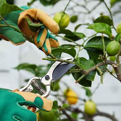 tailler votre arbre fruitier