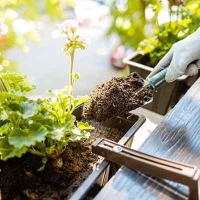 planter vos plantes de balcon et terrasse