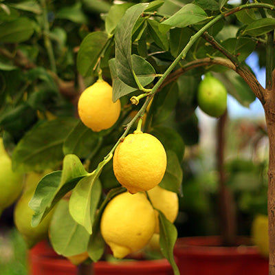 citronnier et ses fruits