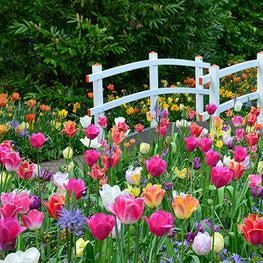 parterre de tulipes